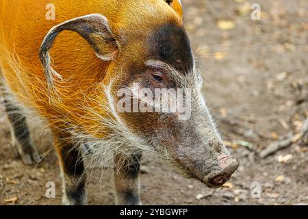 Ritratto di maiale rosso del fiume adulto, Potamochoerus porcus bushmag Foto Stock