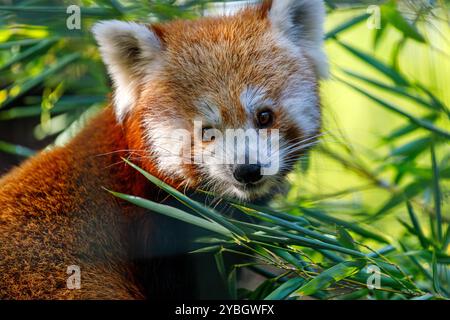 Ritratto di Ailuridae Red Panda che mangia foglie di bambù Foto Stock