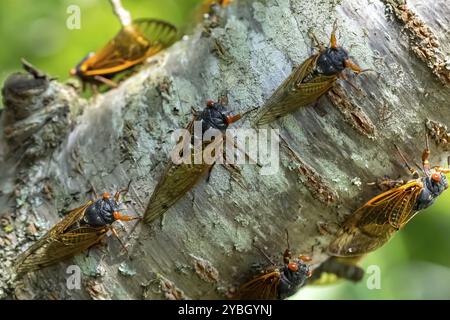 La cicada diciassettenne, Magicicada cassini, emerge in gran numero in Nord America ogni 17 anni, spesso sincronizzando il loro corteggiamento in un enorme displa Foto Stock