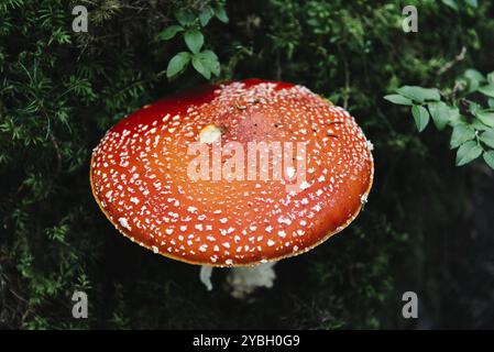 Close up amanita muscaria noto anche come fly agaric Foto Stock