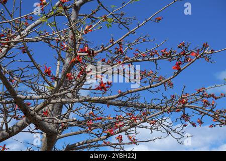 Albero di fiamma (Delonix regia), Flic en Flac, costa occidentale, Oceano Indiano, isola, Mauritius, Africa Foto Stock