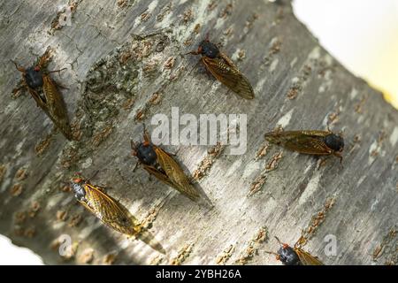 La cicada diciassettenne, Magicicada cassini, emerge in gran numero in Nord America ogni 17 anni, spesso sincronizzando il loro corteggiamento in un enorme displa Foto Stock