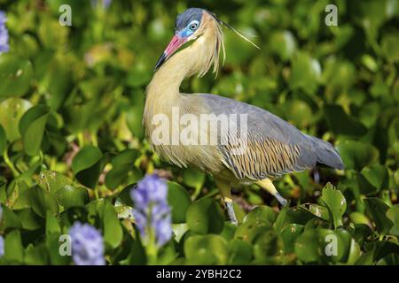 Heron fischiante (Syrigma sibilatrix) Pantanal Brasile Foto Stock