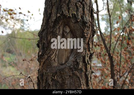 La corteccia sbucciata ha creato un motivo con linee e texture uniche, mettendo in risalto la bellezza naturale dell'albero e la sua individualità. Foto Stock