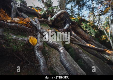 Una vista ravvicinata cattura le complesse radici intrecciate di un albero che si fonde splendidamente con rocce aspre e foglie d'autunno sparse. Foto Stock