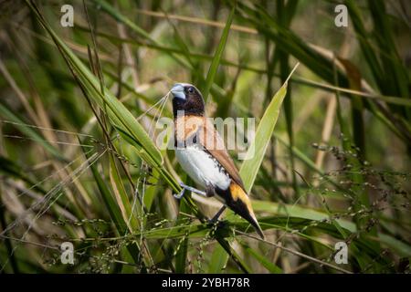 Un mannikin al petto di castagne arroccato sull'erba Foto Stock