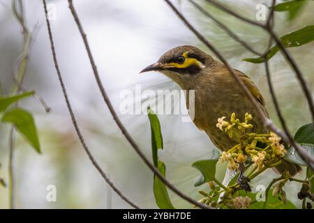 Un Honeyeater dalla faccia gialla arroccato Foto Stock