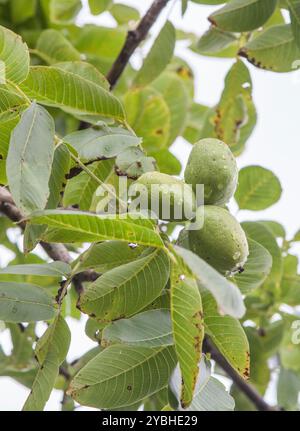 Mele verdi non mature nel ramo. Varietà asturiana per la produzione di sidro, Villaviciosa, Principato delle Asturie, Spagna Foto Stock