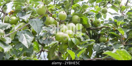 Mele verdi non mature nel ramo. Varietà asturiana per la produzione di sidro, Villaviciosa, Principato delle Asturie, Spagna Foto Stock