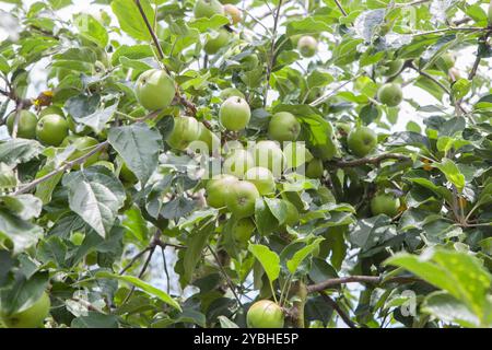 Mele verdi non mature nel ramo. Varietà asturiana per la produzione di sidro, Villaviciosa, Principato delle Asturie, Spagna Foto Stock