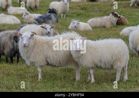 Pecore islandese Foto Stock