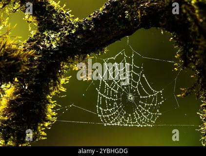 Gocce di rugiada su rete cobweb, retroilluminato Foto Stock