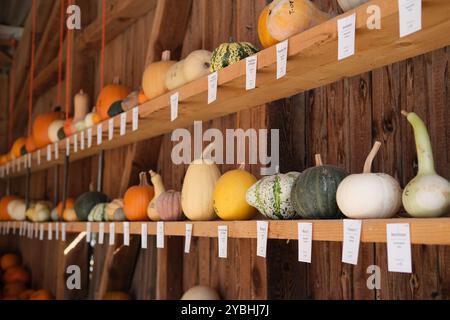 Esposizione etichettata di varie varietà di zucche, squas e buongustai all'Annual Squash Art and Sculpture Festival di Juckerhof, Svizzera. Foto Stock