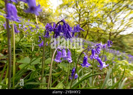 Bluebells (Hyacinthoides non scripta) fioritura nel bosco di querce. Powys, Galles. Maggio. Foto Stock