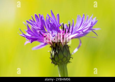 Fiore di corno perrenale (Centaurea montana) che fiorisce in un giardino. Powys, Galles. Maggio. Foto Stock