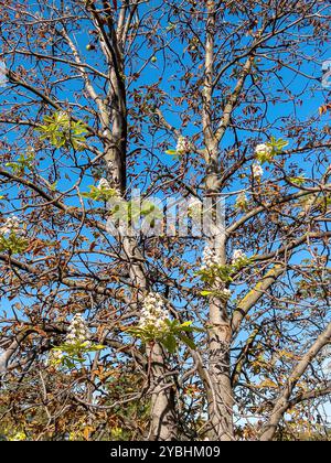 Fioritura tardiva di ippocastano in autunno, comparsa di falsa primavera, concentrazione selettiva Foto Stock