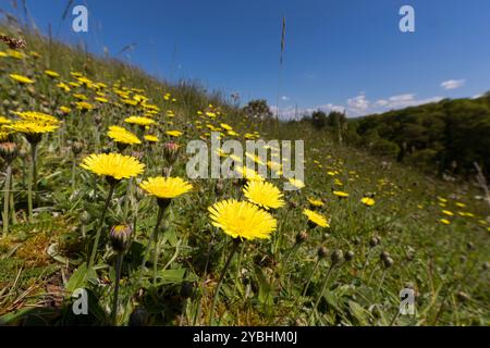 Alga delle orecchie di topo (Pilosella officinarum) che fiorisce su una collina. Powys, Galles. Maggio. Foto Stock