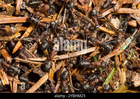 Formica rufa (Red Wood Ant) lavoratori sulla superficie del nido tumulo. Powys, Galles. Maggio. Foto Stock