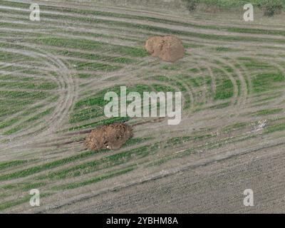 Fotografia di droni che mostra cumuli di letame su terreni coltivati pronti per la semina, illustrando le moderne tecniche agricole Foto Stock