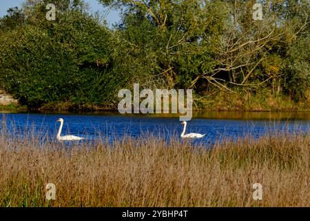 Francia, Indre (36), Berry, Brenne, parco naturale, stagni, cigno Foto Stock