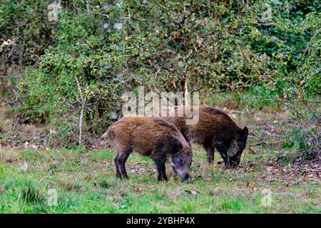 Francia, Indre (36), Berry, Brenne, parco naturale, cinghiale Foto Stock