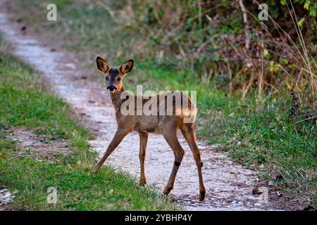 Francia, Indre (36), Berry, Brenne, parco naturale, cervo Foto Stock