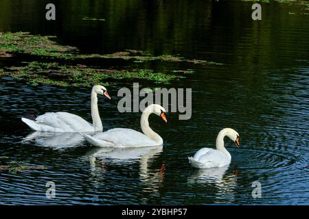 Francia, Indre (36), Berry, Brenne, parco naturale, stagni, cigno Foto Stock