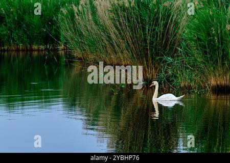 Francia, Indre (36), Berry, Brenne, parco naturale, stagni, cigno Foto Stock