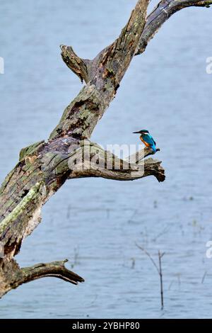 Francia, Indre (36), Berry, Brenne, parco naturale, stagni, Kingfisher Foto Stock