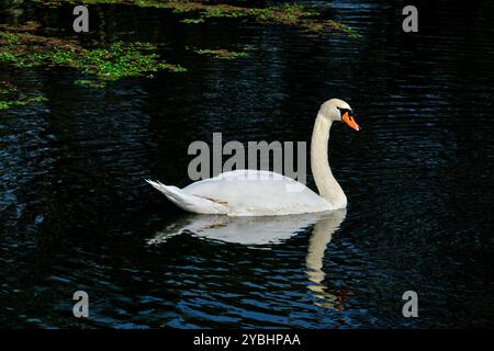 Francia, Indre (36), Berry, Brenne, parco naturale, stagni, cigno Foto Stock