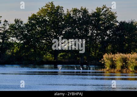 Francia, Indre (36), Berry, Brenne, parco naturale regionale, grande egret Foto Stock