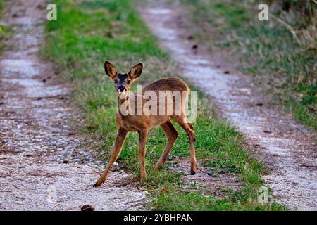 Francia, Indre (36), Berry, Brenne, parco naturale, cervo Foto Stock