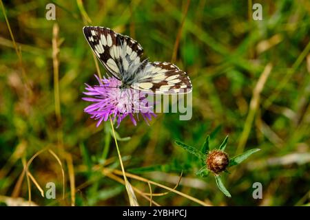 Francia, Indre (36), Berry, Brenne, parco naturale, farfalla Foto Stock