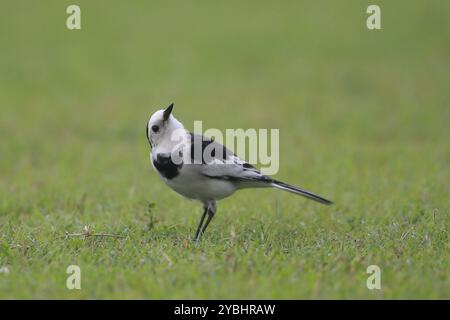 Le wagtails sono un gruppo di uccelli passerini che formano il genere Motacilla nella famiglia Motacillidae. Il nome comune e il nome del genere derivano da Thei Foto Stock