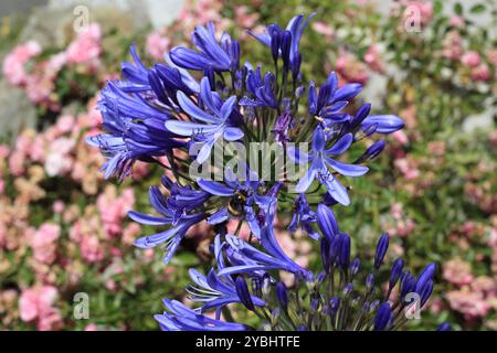 Bumblebee su fiore di agapanto viola, Rosiries, le Palais, Belle Ile en Mer, Bretagna, Francia Foto Stock
