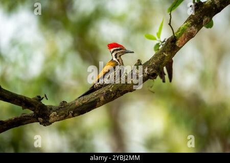 Picchio Himalayan flameback o goldenback o picchio a tre punte o uccello maschio Dinopium shorii persico in naturale scenico verde fondo pilibhit Foto Stock