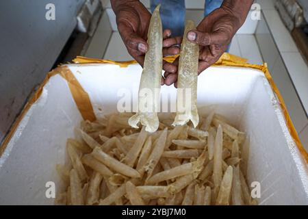 Le vesciche del pesce sono in fase di preparazione per la vendita. Foto Stock