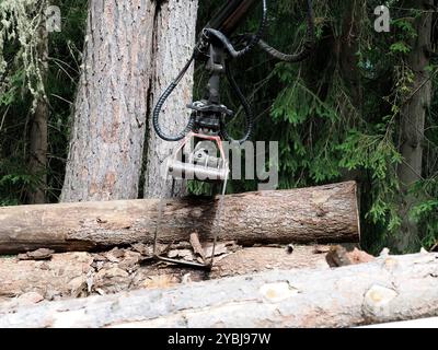 Una gru che solleva tronchi di legno nella foresta Foto Stock