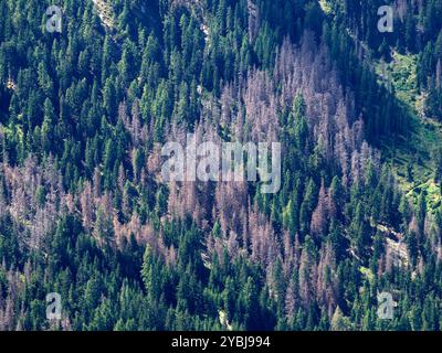 L'IPS typographus Beetle Pest in alto adige italia , molti pini rossi stanno morendo panorama di devastazione forestale Foto Stock