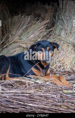 Foto di cani allevati da persone nel distretto di Mu Cang Chai, Vietnam Foto Stock