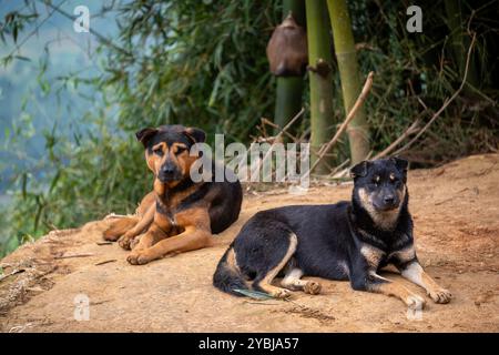 Foto di cani allevati da persone nel distretto di Mu Cang Chai, Vietnam Foto Stock