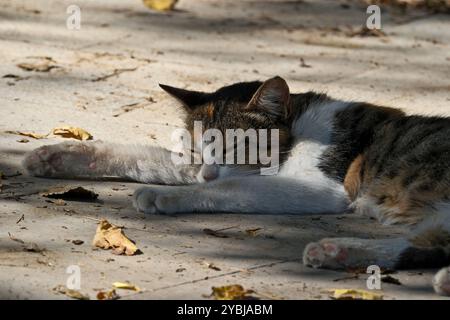 Gatto carino che dorme per terra al sole. Messa a fuoco selettiva. Foto Stock