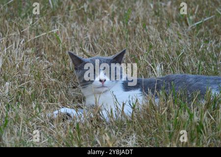 Gatto grigio che dorme nell'erba, primo piano, messa a fuoco selettiva. Foto Stock