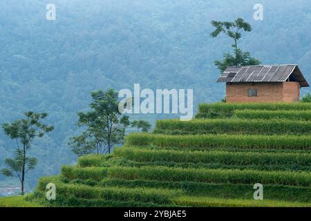 I maestosi campi terrazzati nella provincia di ha Giang, Vietnam. Risaie pronte per essere raccolte nel nord-ovest del Vietnam. Foto Stock