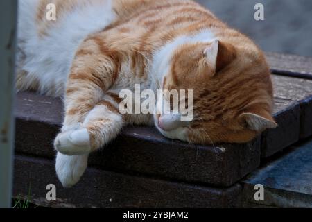 Un gatto rosso che dorme su una panchina di legno nel giardino. Foto Stock