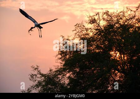 Cicogne dipinte (Mycteria lecucophala) al volo, fauna selvatica di bhopal, India Foto Stock