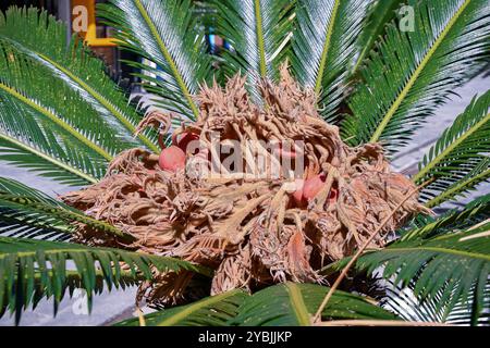 Primo piano di una palma di sago (Cycas revoluta), una specie di ginesperma della famiglia delle Cycadaceae, con frutti ovali, arancioni, molto tossici e velenosi Foto Stock