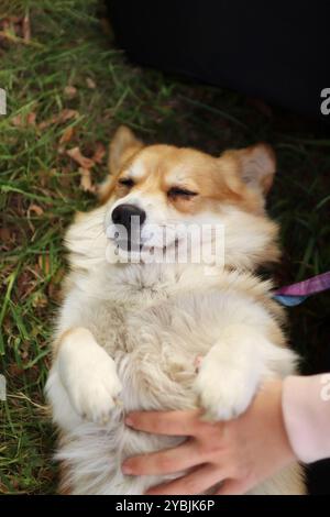 simpatici corgi gallesi che si godono una pausa nel parco al tramonto. Foto Stock