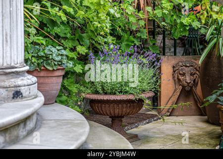 Bellissimo giardino con lavanda in un'urna di squat in ghisa d'epoca. Foto Stock