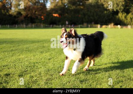 Ritratto del pastore australiano sul campo al tramonto. Corre e si diverte Foto Stock